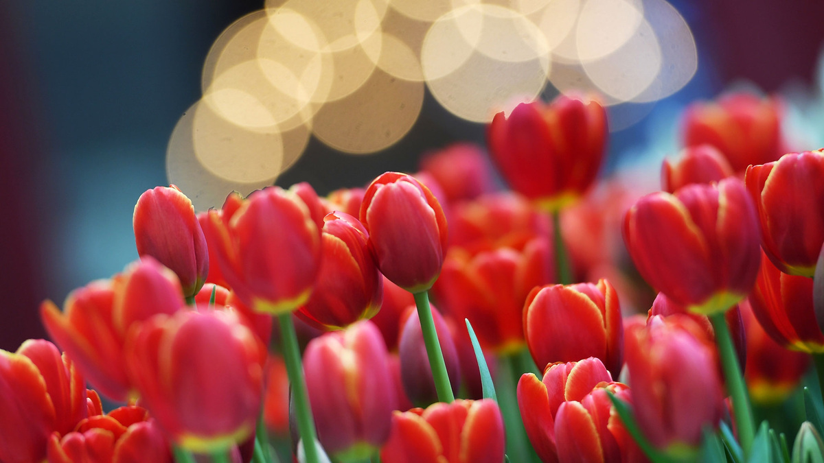    Тюльпаны цветы 8 марта РИА