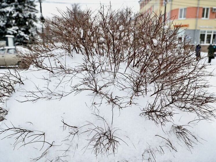     Фото: Юлия Боровикова (Вечерний Челябинск)