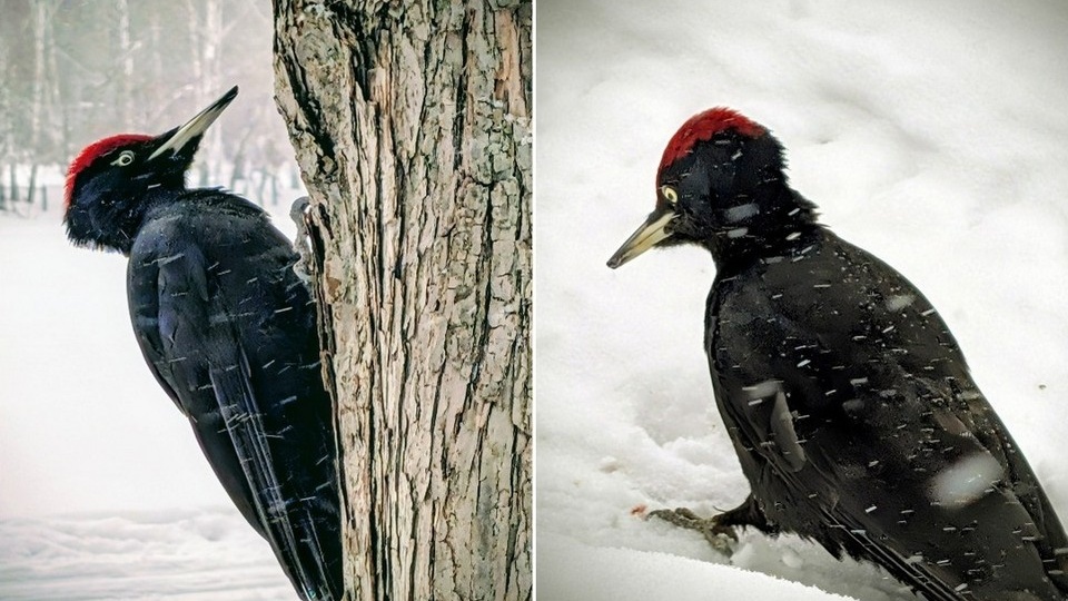 Новосибирец заметил редкого дятла желна в Академгородке