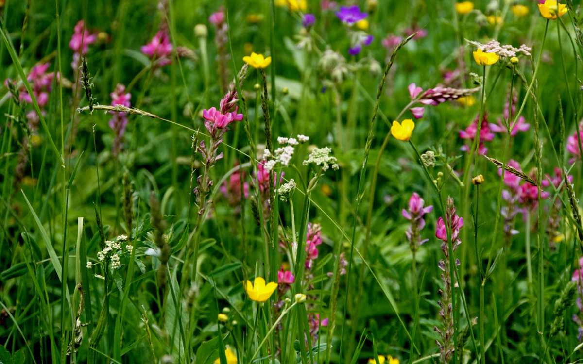 Луговой газон вместо монокультуры — дом для насекомых и источник спокойствия