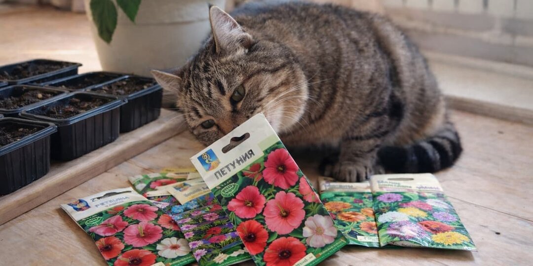 5 цветов, которые ещё не поздно сеять в середине марта