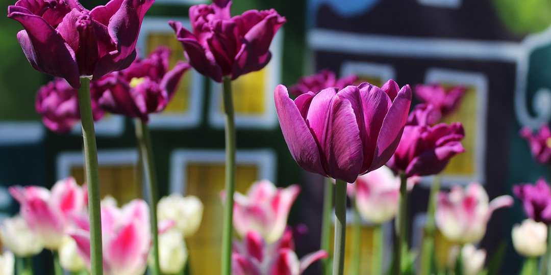 Голландский сад: уют, порядок и море цветов на вашем участке 🌷🏡