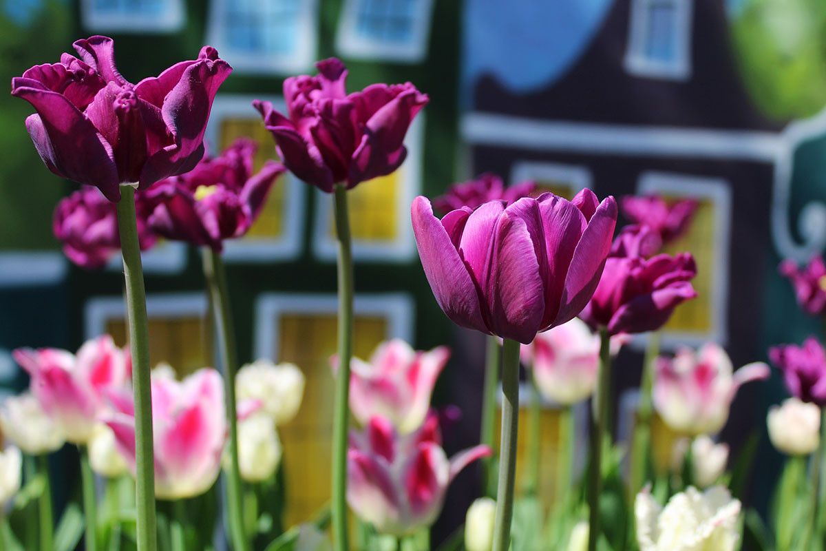Тюльпаны — сердце голландского сада весной: яркие, плотные посадки