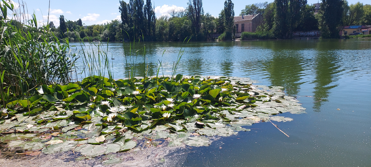 Симферопольский пруд около радиорынка в последнее время постоянно открыт для лова рыбы в нерестовый период, но только одной поплавочной  удочкой с одним крючком...