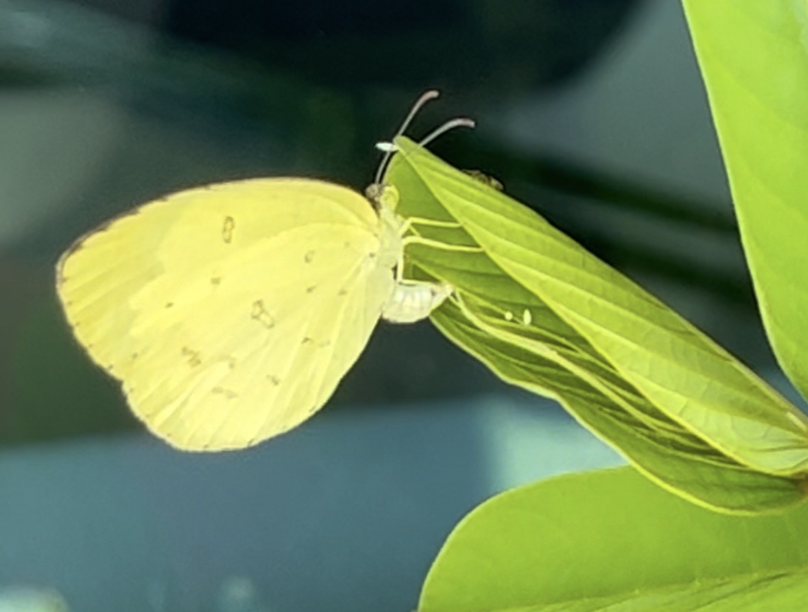 Бабочка Лимонная мигрантка (Lemon Emigrant) откладывает яйцо на сенне. Маленький длинный комочек неподалеку - это уже отложенное яйцо ею или другой бабочкой.