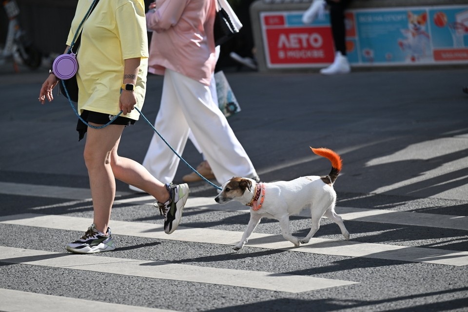    Ветеринар рассказал, как защитить собак от клещей. Евгения ГУСЕВА