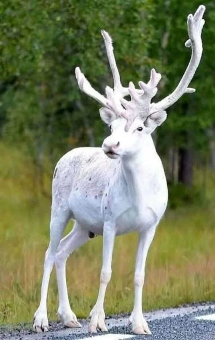 Источник: @albinoanimalz