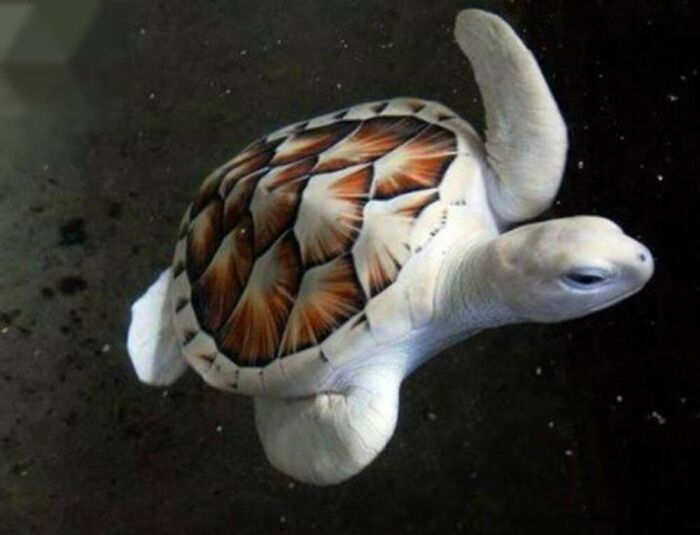 Источник: @albinoanimalz