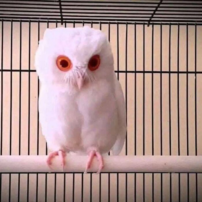 ��������: @albinoanimalz