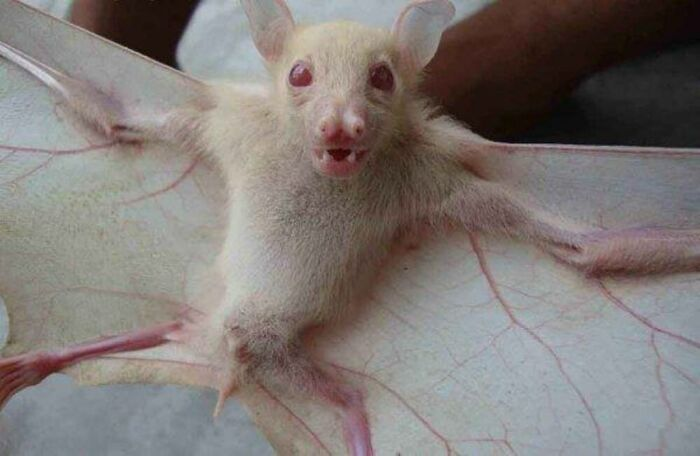 ��������: @albinoanimalz