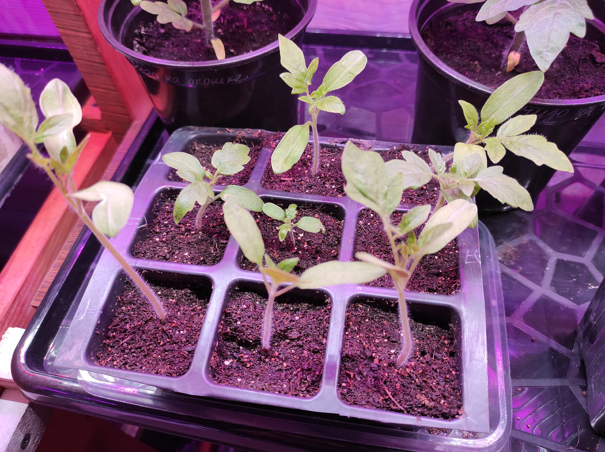 Вытянутая рассада на этапе проращивания семян