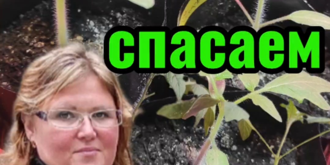 Вытягивается рассада: 6 главных ошибок. Как не допустить и спасти, если уже вытянулась