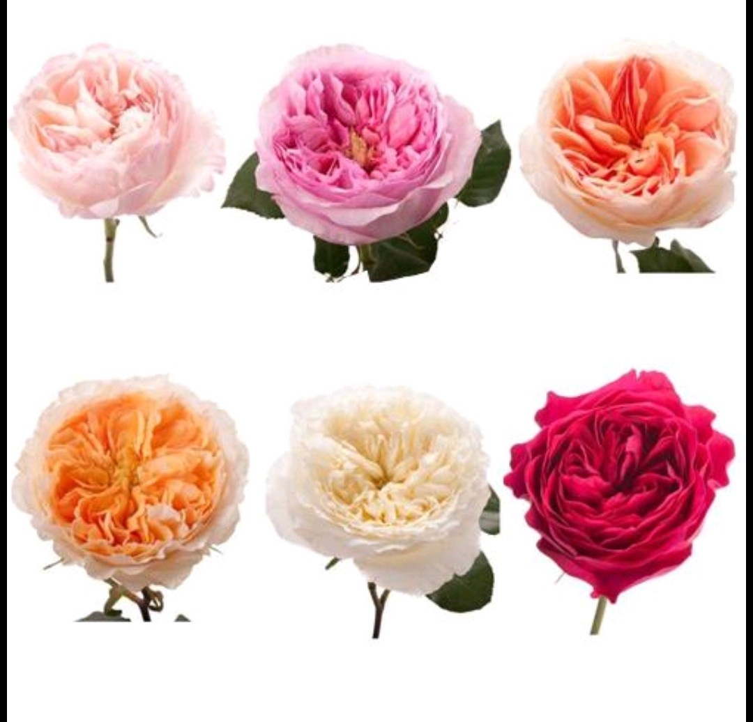 Розы Девида Остина. Изображение не мое, взято с сайта  flower-shop.online