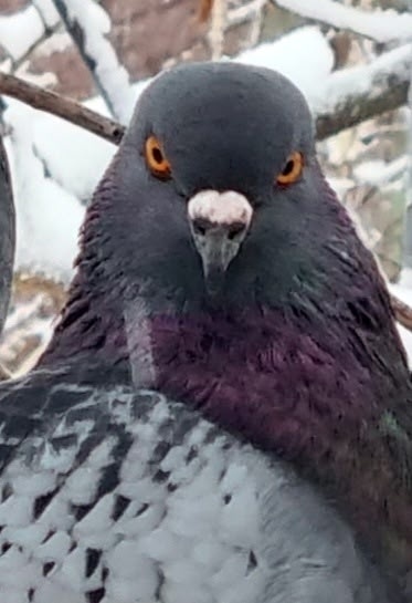 фото Нины Загребиной