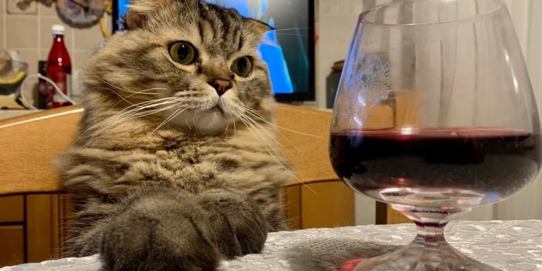 Почему весной россияне чаще сталкиваются с алкогольной зависимостью? 5 тревожных фактов о весенних психозах