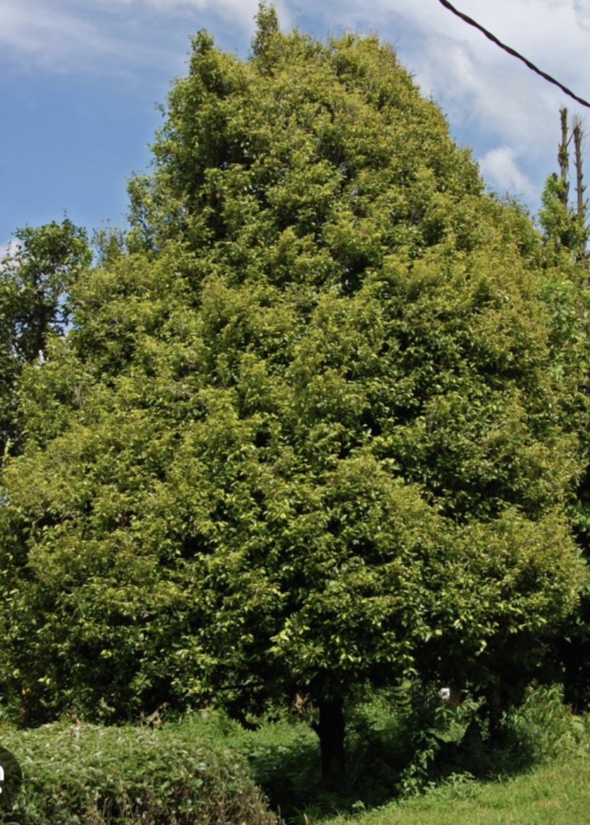 фото взято из открытого доступа Википедии