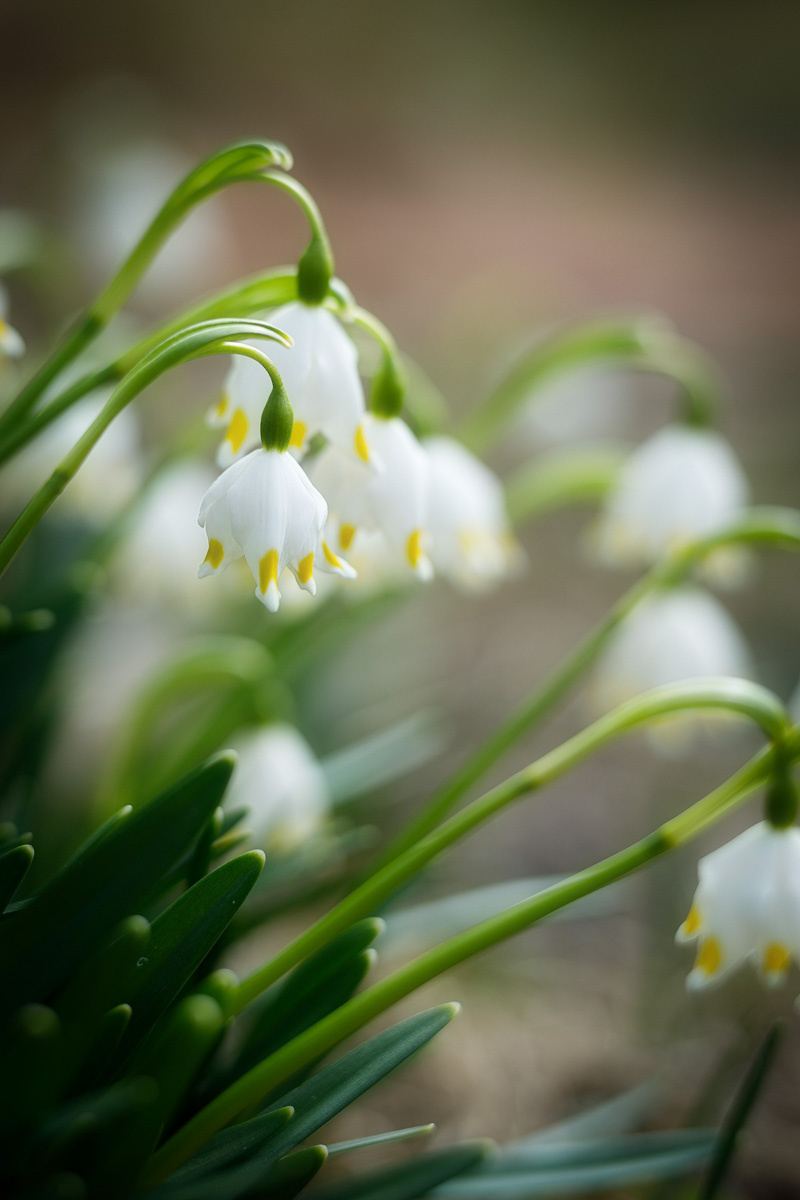"Тут за каждым декабрем деревянные костюмы. Живы будем — не помрем, а помрем, чего уж думать?"(с) Фото: kluch.media