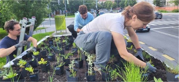 Зеленые крыши на автобусных остановках в Любляне сажают сотрудники Ботанического сада
