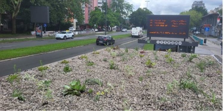Вид завершенной посадки растений на крыше автобусной остановки, где виден верхний слой известнякового гравия. Автор фото: Дж. Бавкон.📷    Зеленые крыши на автобусных остановках в Любляне сажают сотрудники Ботанического сада
