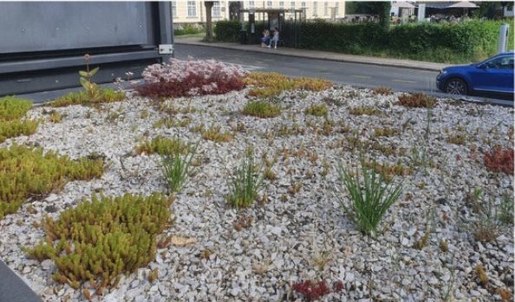 Рост растений на крыше автобусной остановки на второй год после посадки. В центре уже видны саженцы очитка едкого (Sedum acre) и экземпляры S. acre, размноженные вегетативным способом. Авто фото: Дж. Бавкон.📷    Зеленые крыши на автобусных остановках в Любляне сажают сотрудники Ботанического сада
