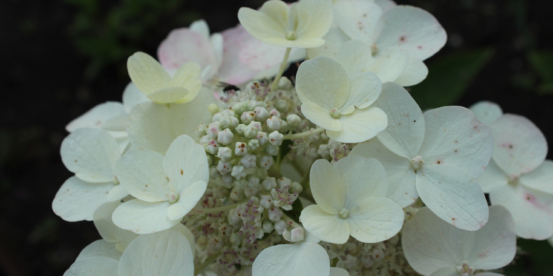 Метельчатые гортензии на юге России — цветут долго, растут беспроблемно