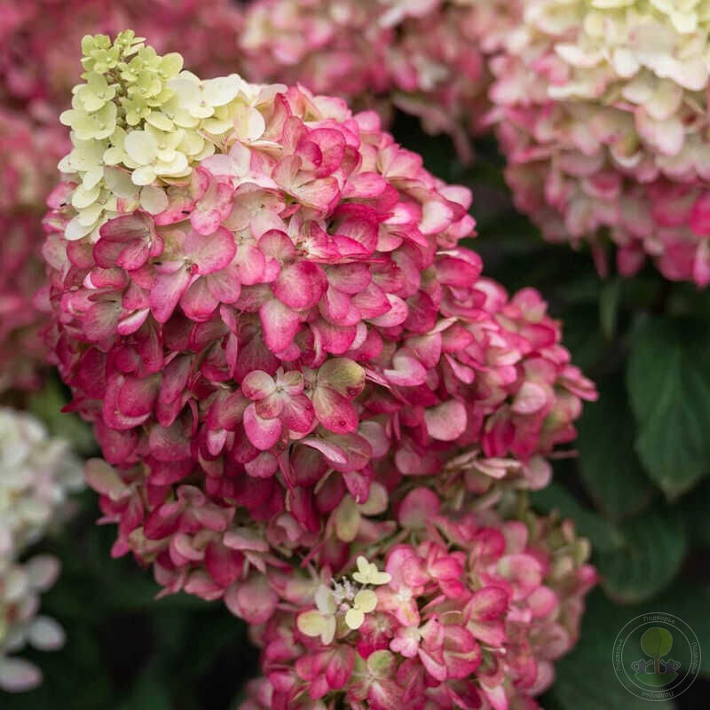 Фото из интернета