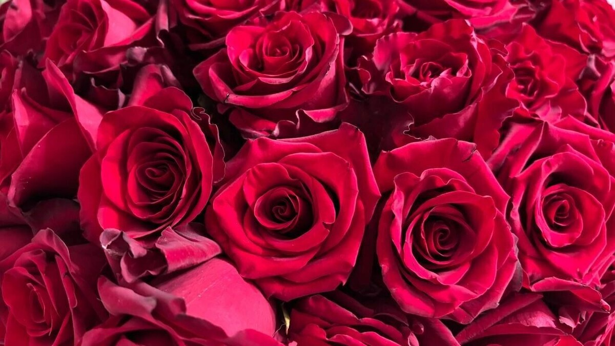    Как реанимировать увядающие розы: проверяем лайфхаки   newsnn.ru