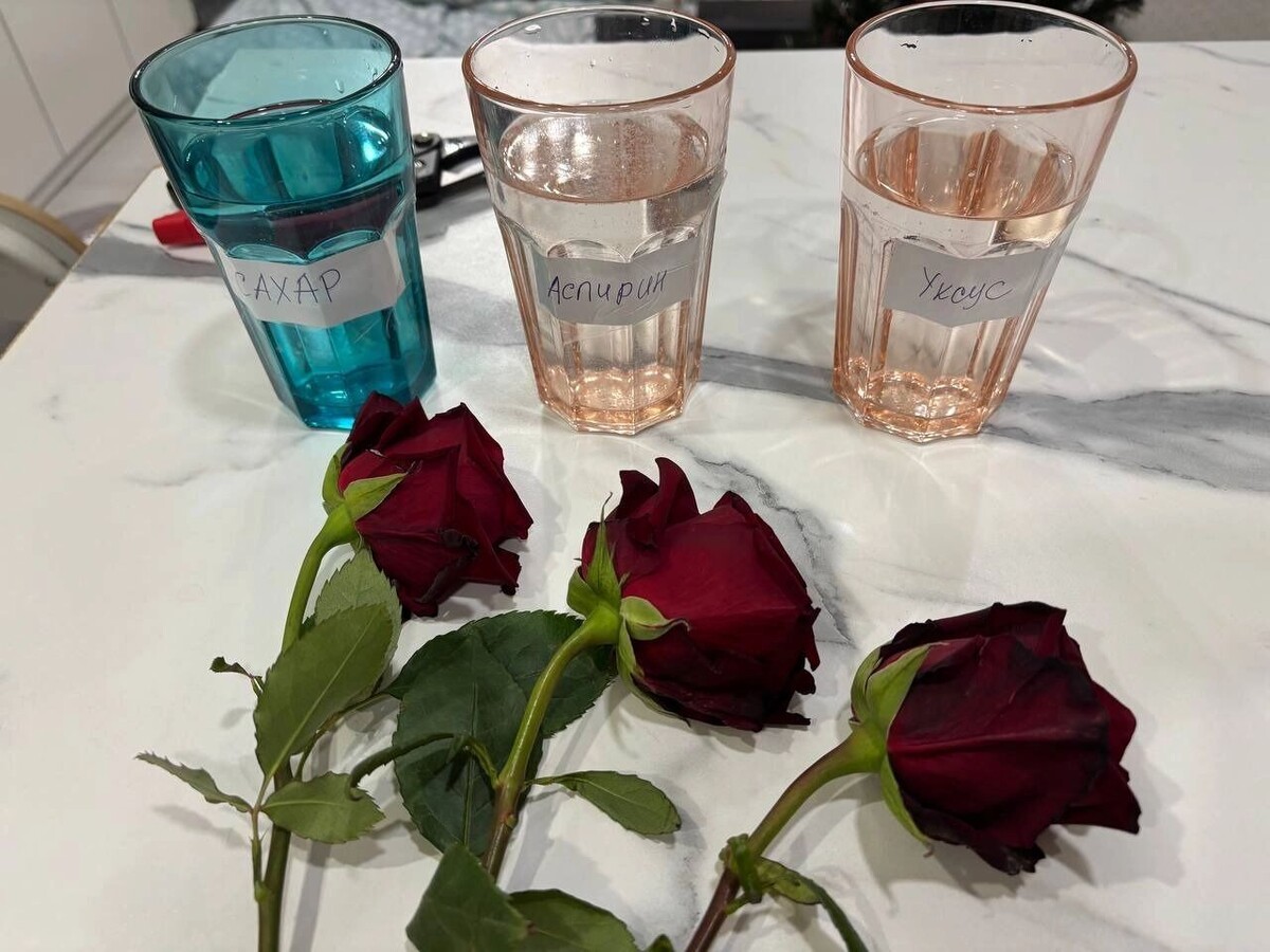    Три увядающие розы поместили в воду с сахаром, аспирином и уксусом   newsnn.ru