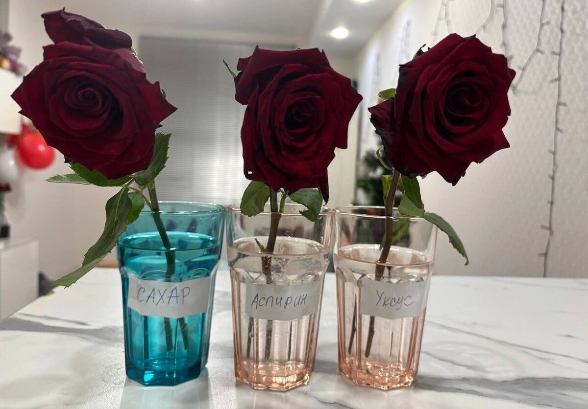    Три увядающие розы поместили в воду с сахаром, аспирином и уксусом   newsnn.ru