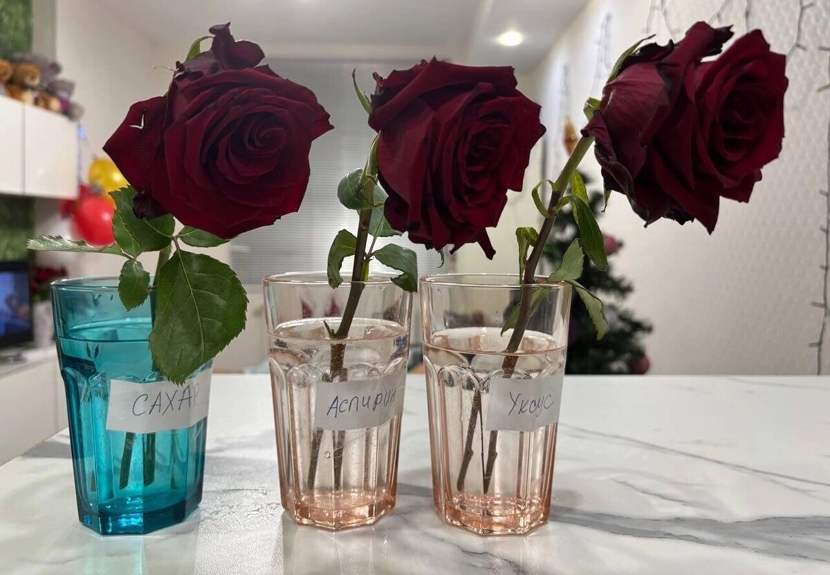    Три увядающие розы поместили в воду с сахаром, аспирином и уксусом   newsnn.ru