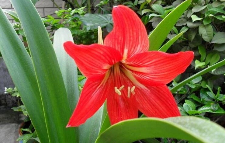 Роскошный гиппеаструм - как посадить и ухаживать для пышного цветения