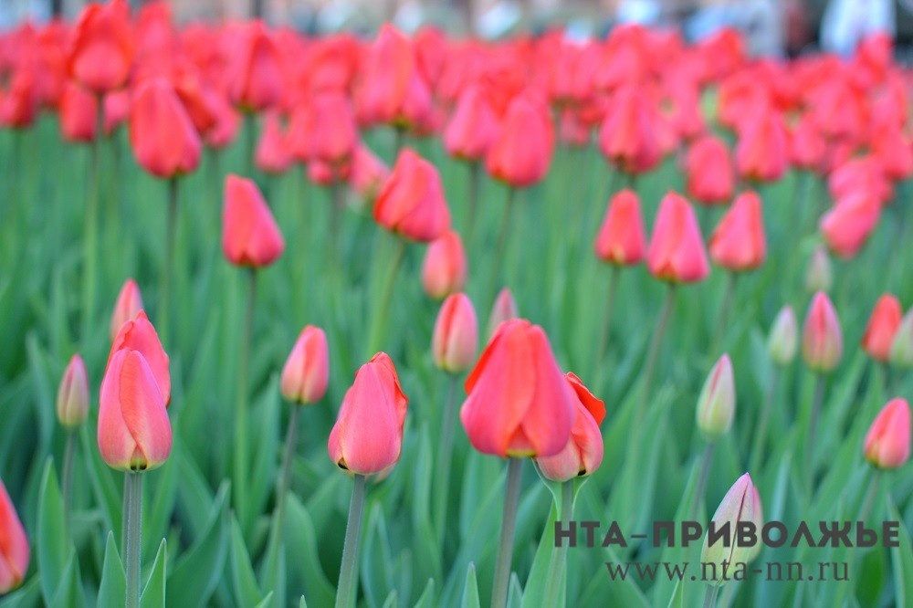    День тюльпанов: праздники и приметы 7 марта