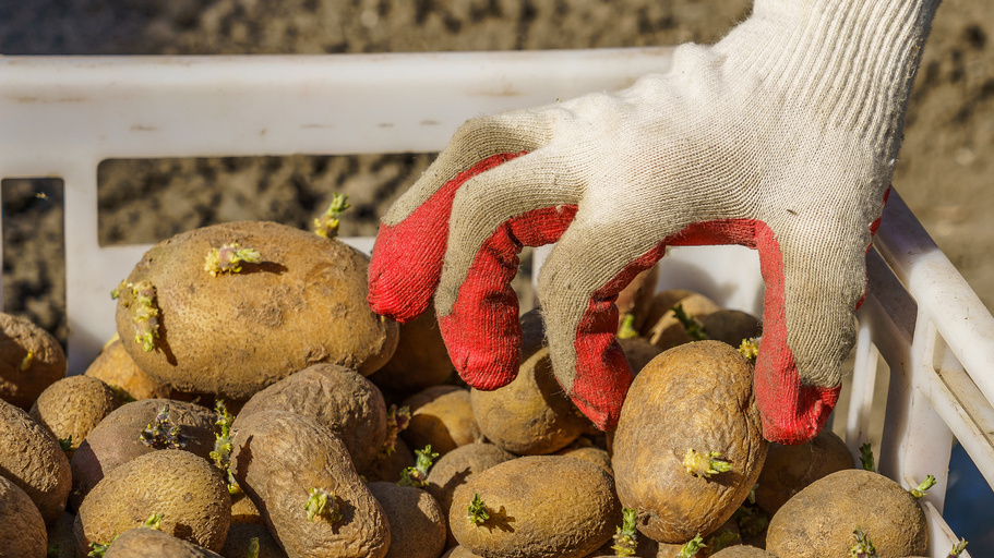 Любой семенной картофель имеет свою историю