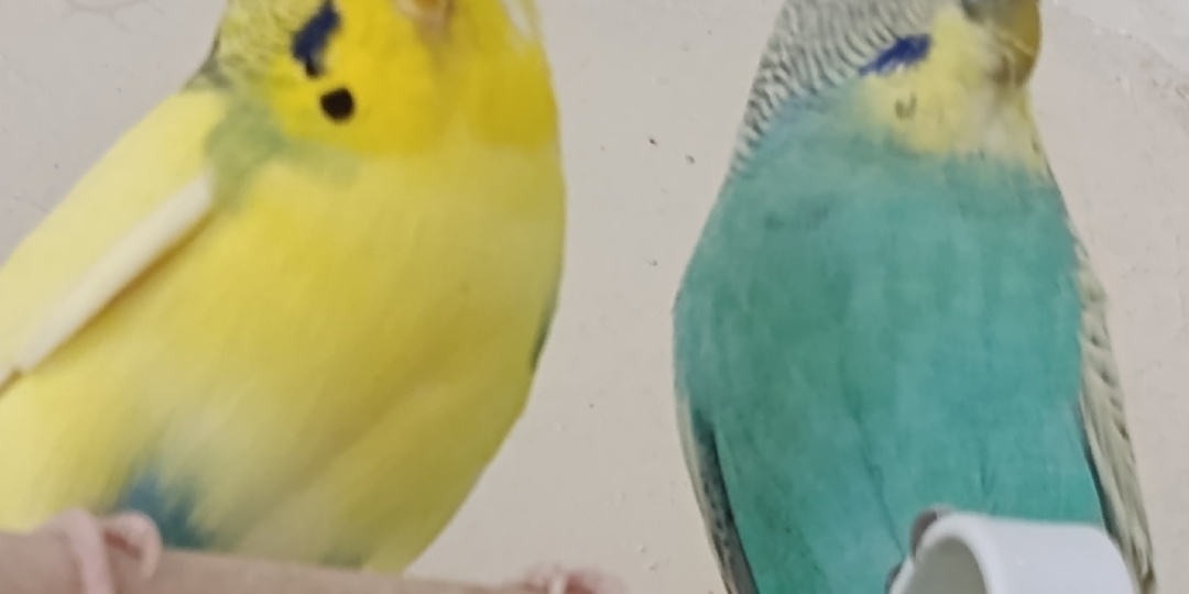 Один в клетке не воин: Почему попугай чахнет рядом с любящим хозяином и вы никогда не сможете стать ему своим.