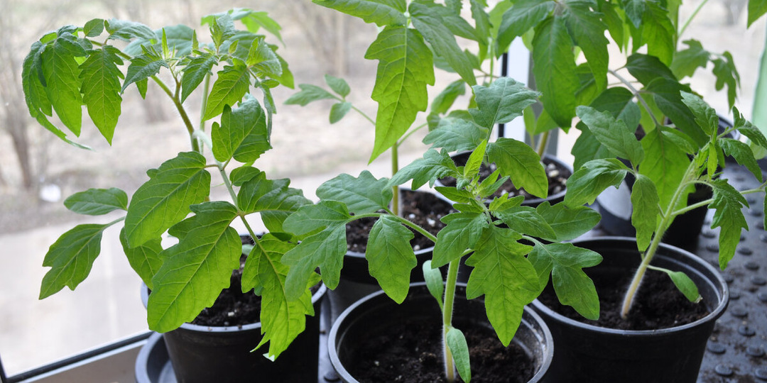 О тонкостях посева рассады помидор. Как это делаю я