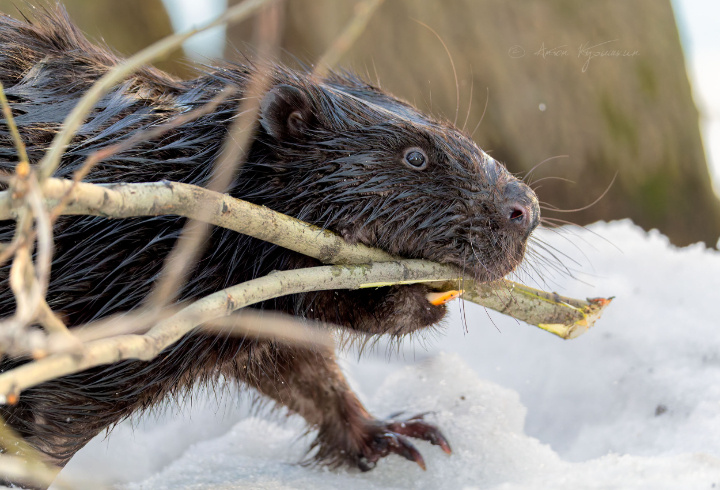 фото: Антон Кубышкин