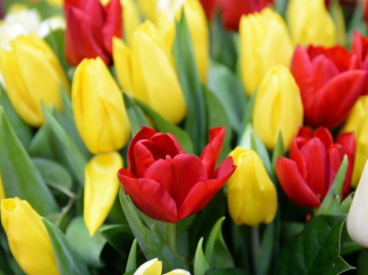    Продажа цветов к 8 Марта | © РИА Новости / Саид Царнаев