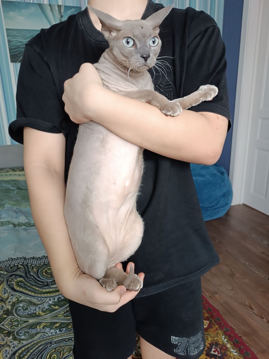 Кошечка всем передает огромный привет и благодарит каждое доброе сердце за эту чудесную жизнь, которую ей подарили.