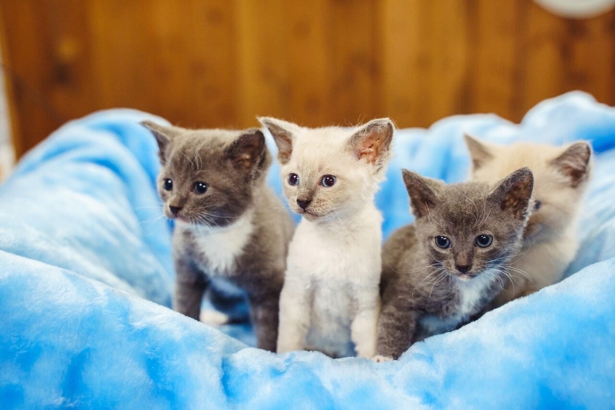 Аиша стала мамой четверых очаровательных котят-метисов.