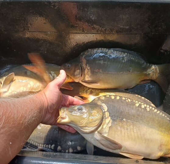 Как правильно выбирать карпа в рыбном?