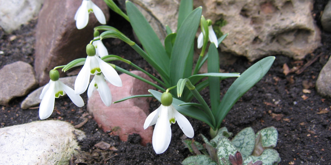 Самые первые весенние цветы в саду