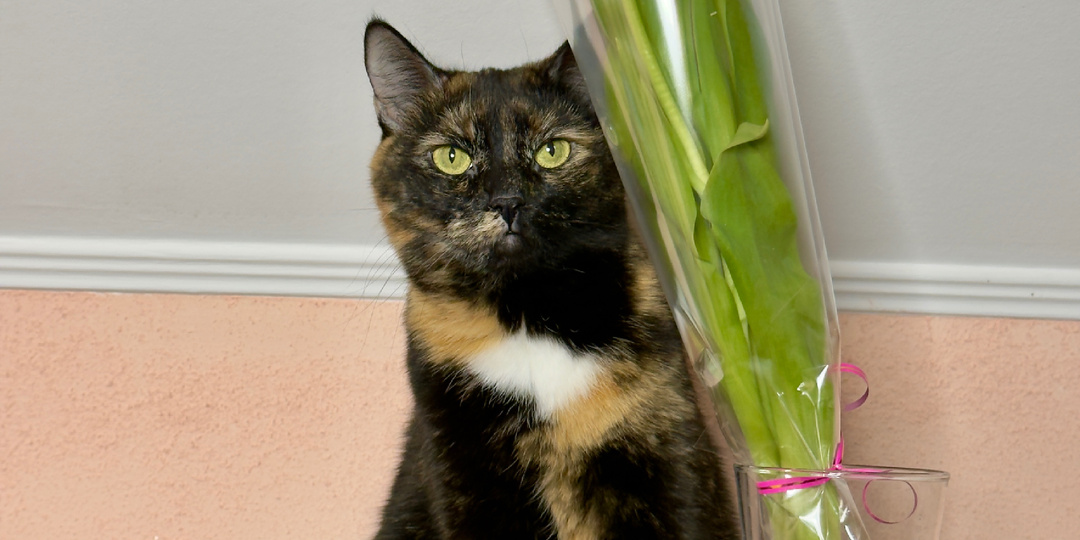 Цветы в доме — значит, праздник рядом! 🌷🐾