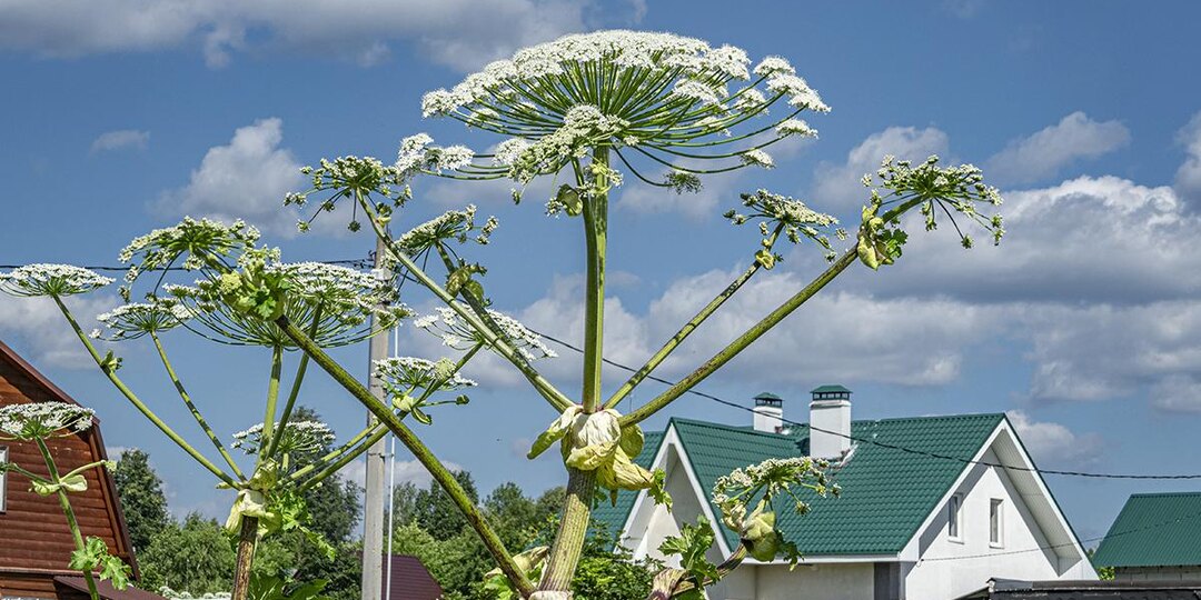 Какие есть штрафы за борщевик на участке в разных регионах России