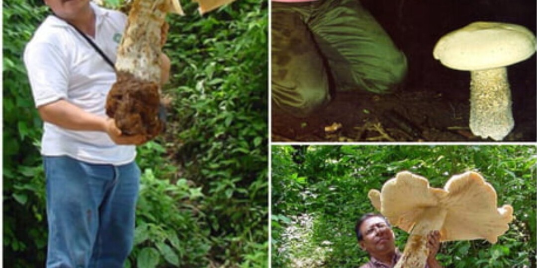 1 такой гриб накормит твою семью до отвала! Удивительные факты про макроцибе титан!