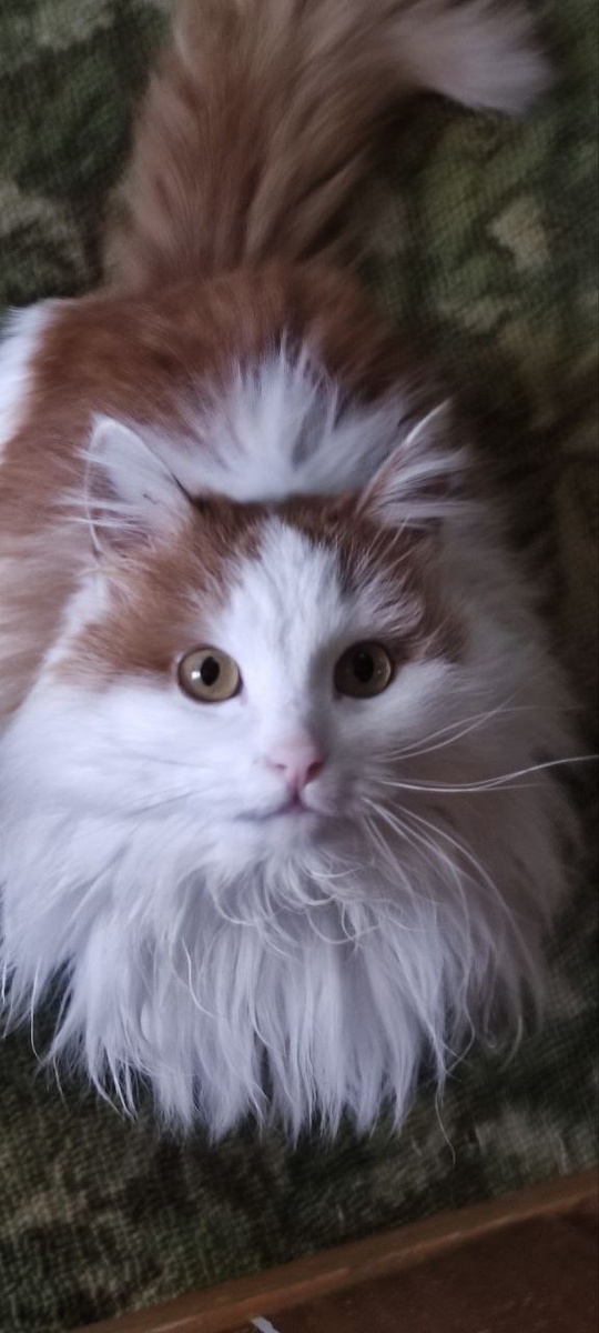 Наша кошка. Фото автора