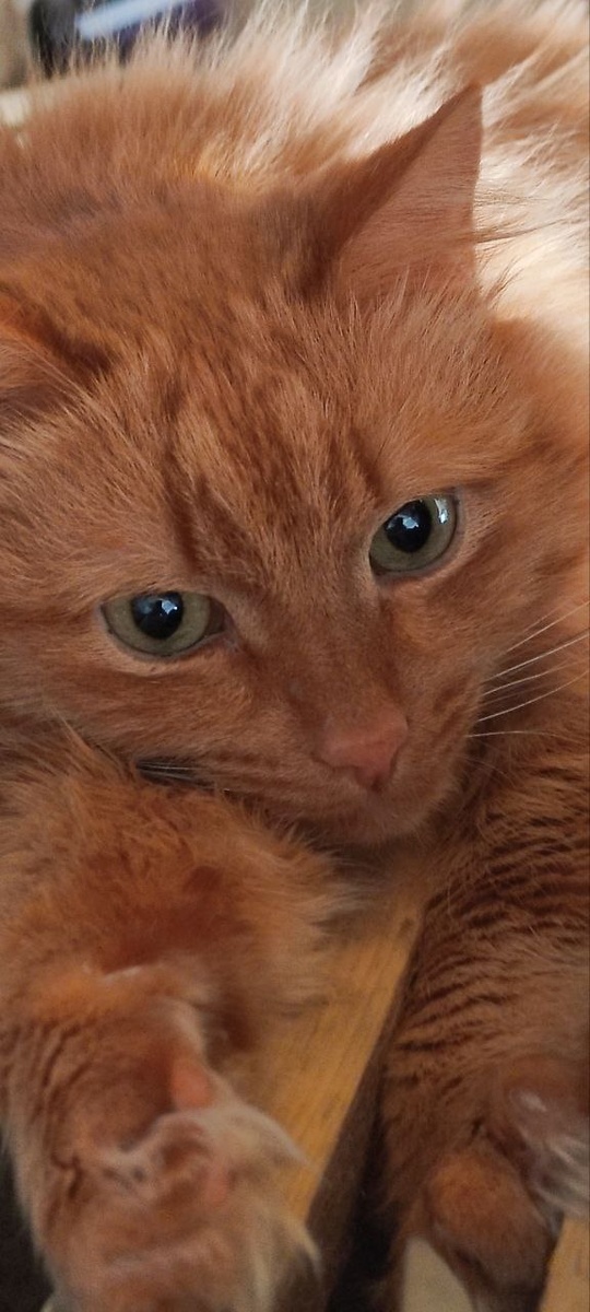 Наш котик. Фото автора