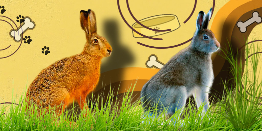 Заяц размером с собаку: кто такой Тумак и почему он пугает людей? Как появился этот гибрид и где в лесу прячется зверь весом более 10 кг?