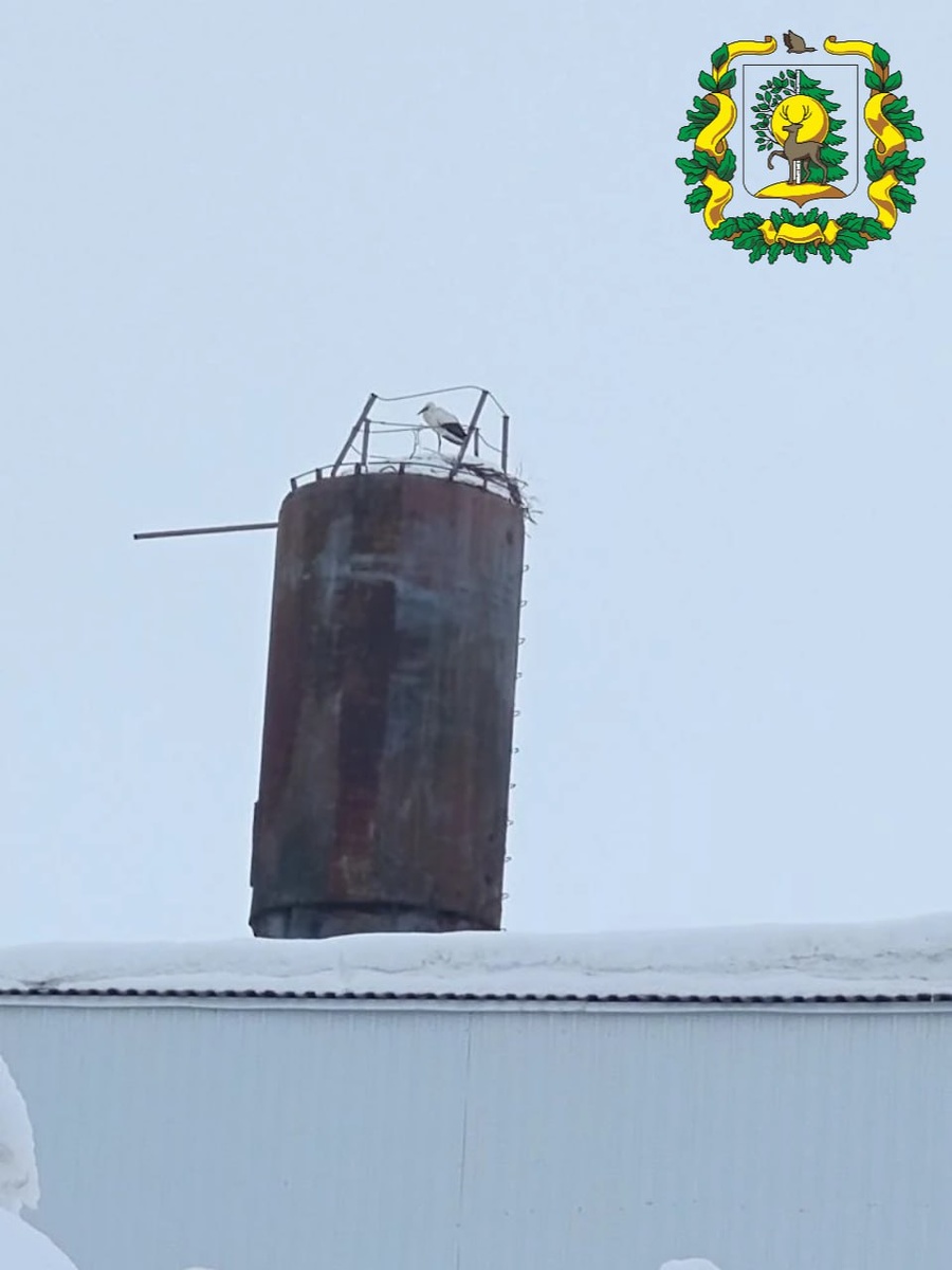    Аист Гера успешно пережил вторую зиму в Нижегородской области