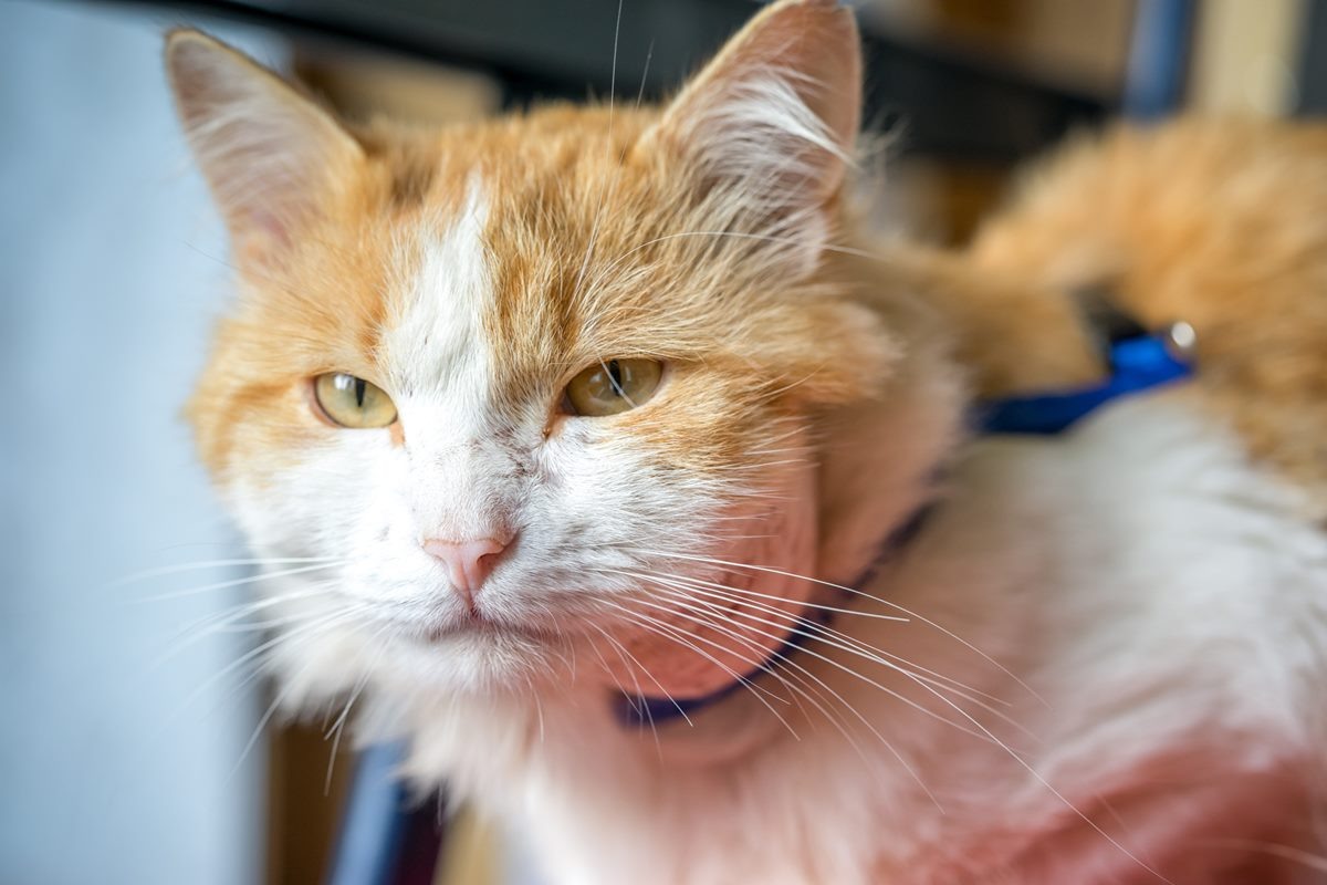 Фото с сайта: https://www.senzalinea.it/giornale/ferite-da-morso-tuteliamo-i-nostri-pets/