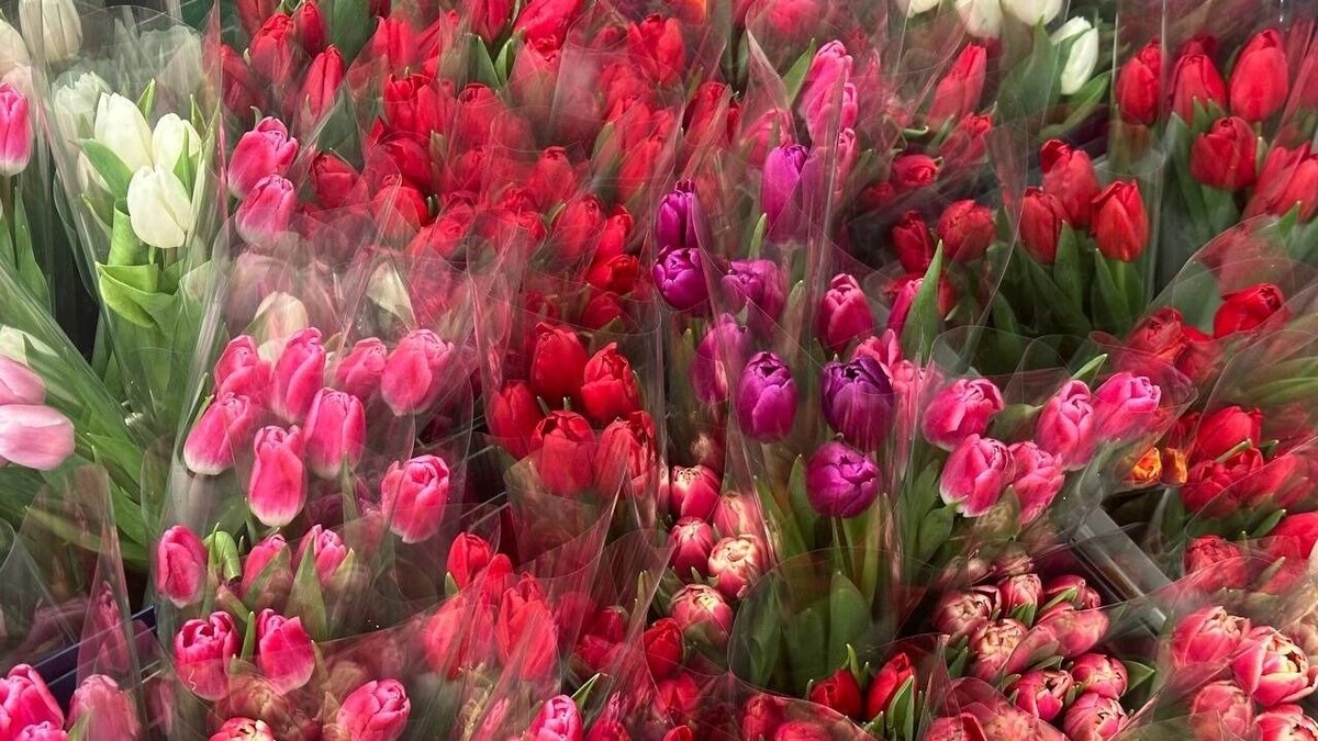    Тюльпаны к 8 Марта в Ростове продают от 99 рублей за штуку   Анна Ивченко / rostovgazeta.ru